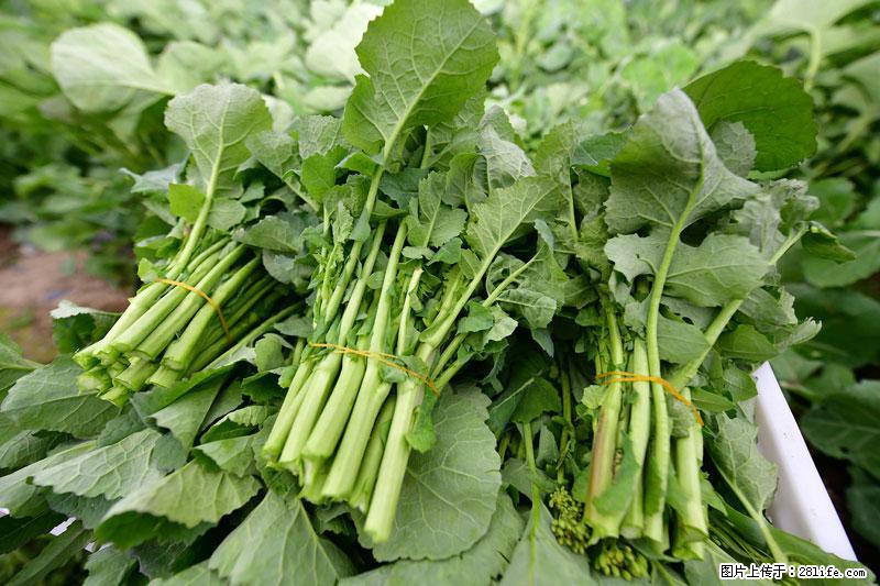 这些蔬菜是“天然钙片”，这6种被医生重点推荐 - 葫芦岛生活资讯 - 葫芦岛28生活网 hld.28life.com